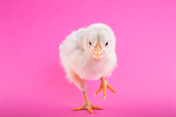 Appartement standing 3 chambres a Bastos